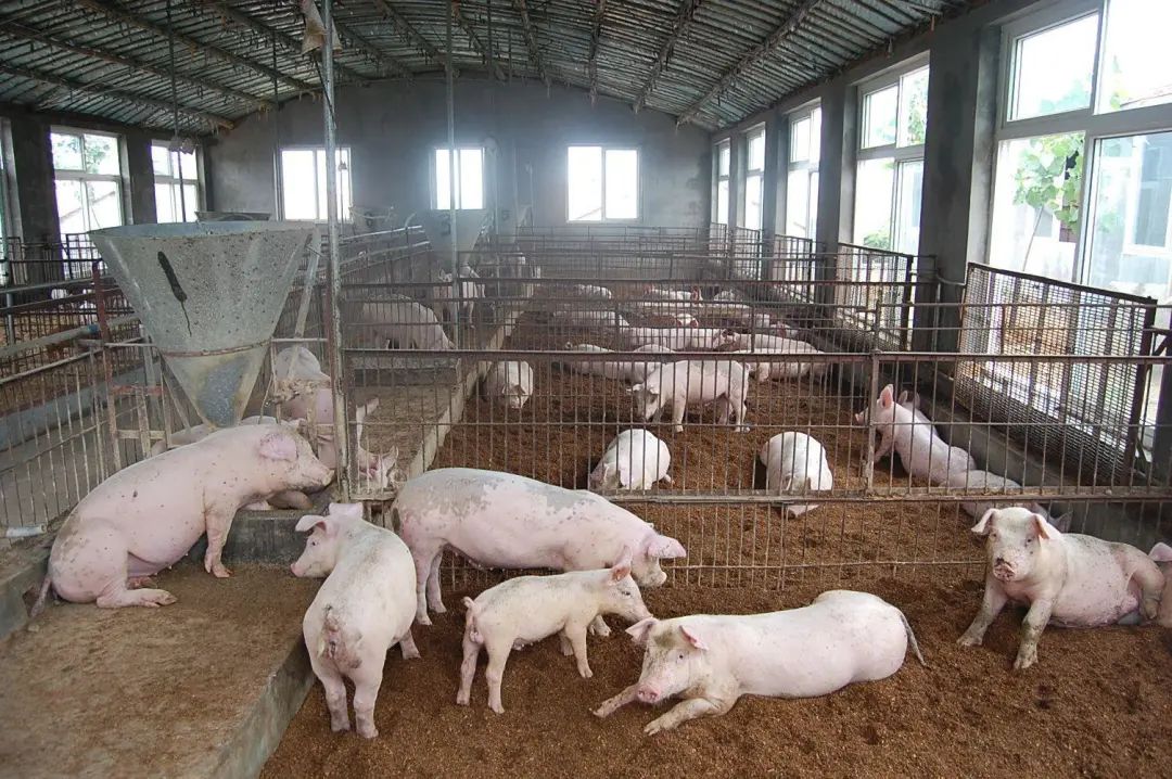 動物無害化處理廠，惡臭異味危害大，<a href='/' style='color: blue;' target='_blank'>工業(yè)除臭劑</a>起作用！.jpg