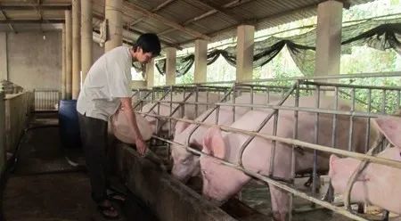 養(yǎng)殖場(chǎng)臭味難治理？潔匠凈化幫您輕松解決！.jpg