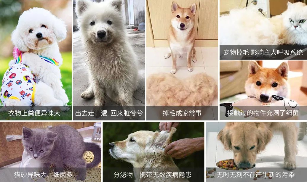 寵物氣味彌漫整個屋子，潔匠凈化教您如何除味.jpg